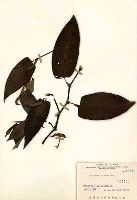 火炭母草藏品圖，第2張